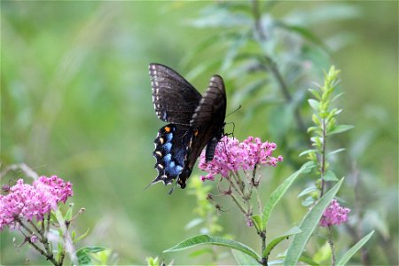 Black Swallowtail photo