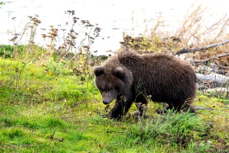 132's spring cub photo