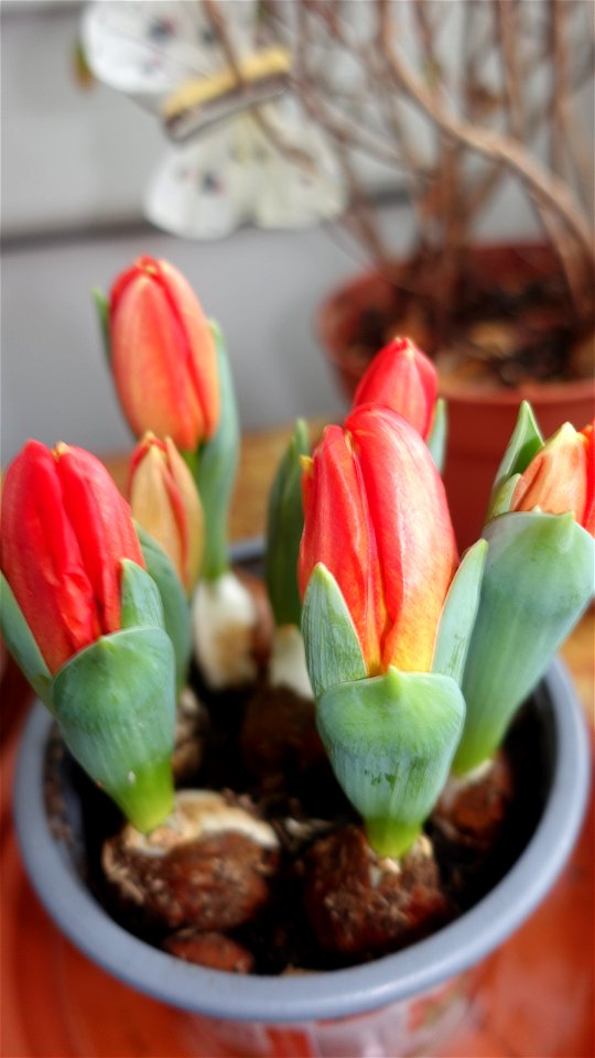 tulips_lalele-2023_0218_133550