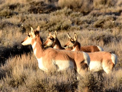 Pronghorn at Seedskadee National Wildlife Refuge