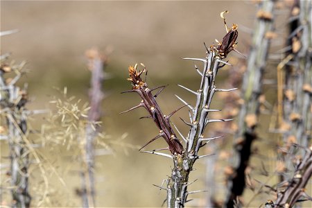 Fouquieria splendens