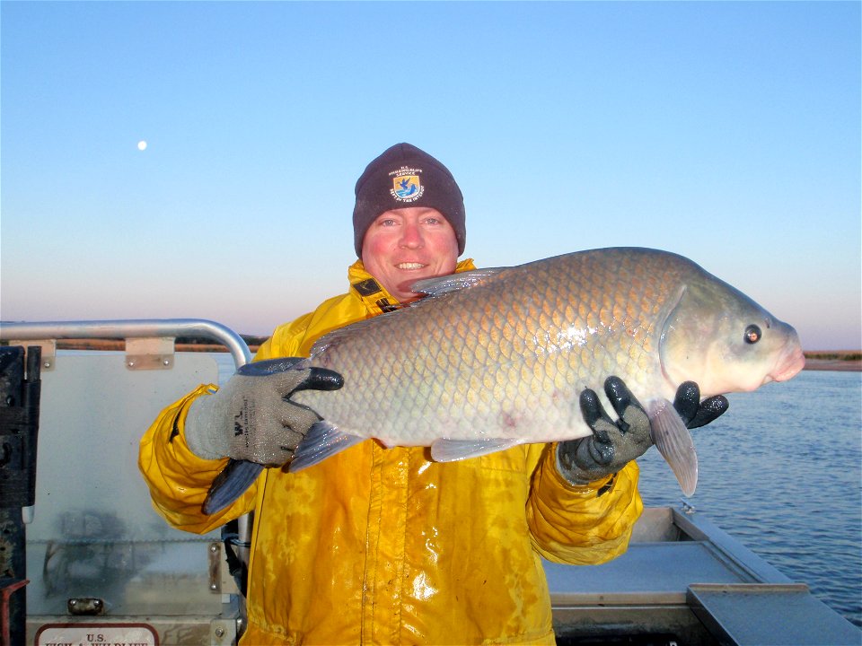 Smallmouth buffalo