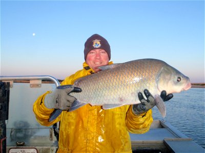 Smallmouth buffalo
