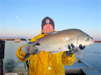 Smallmouth buffalo photo