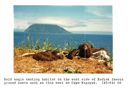 (1985) Bald Eagle Nesting Habitat photo