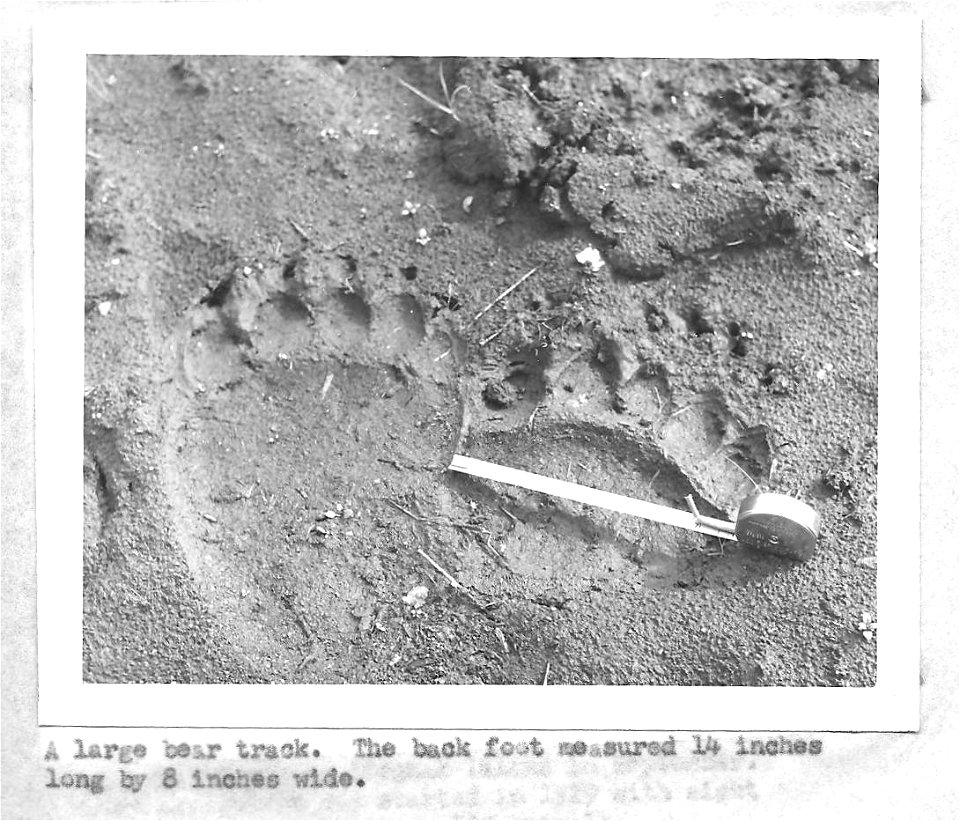 (1958) Bear Track