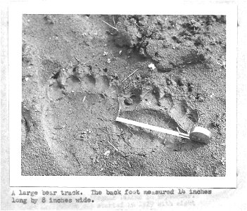 (1958) Bear Track photo