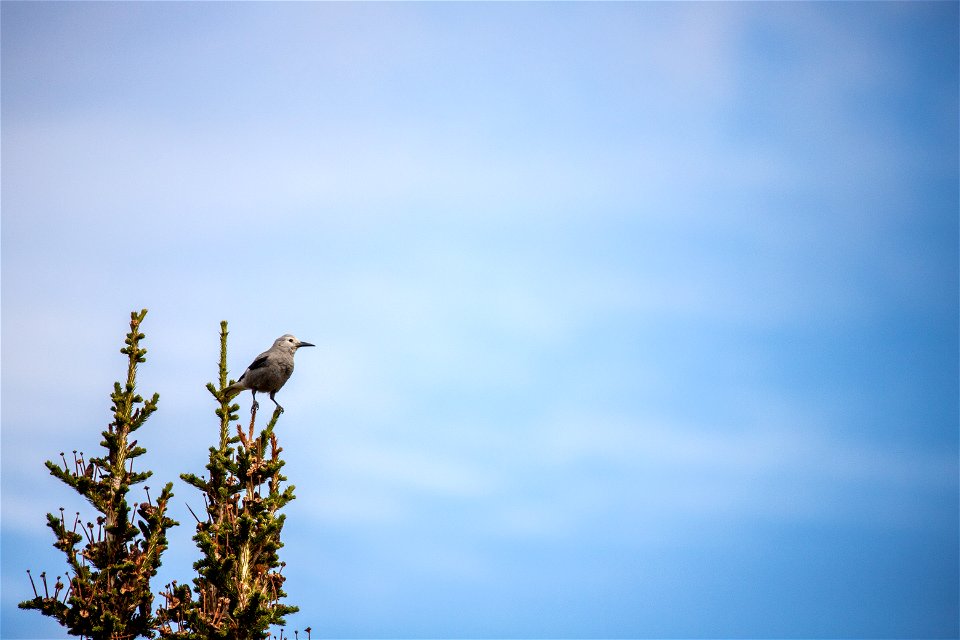 Clark's Nutcracker - Nucifraga columbiana