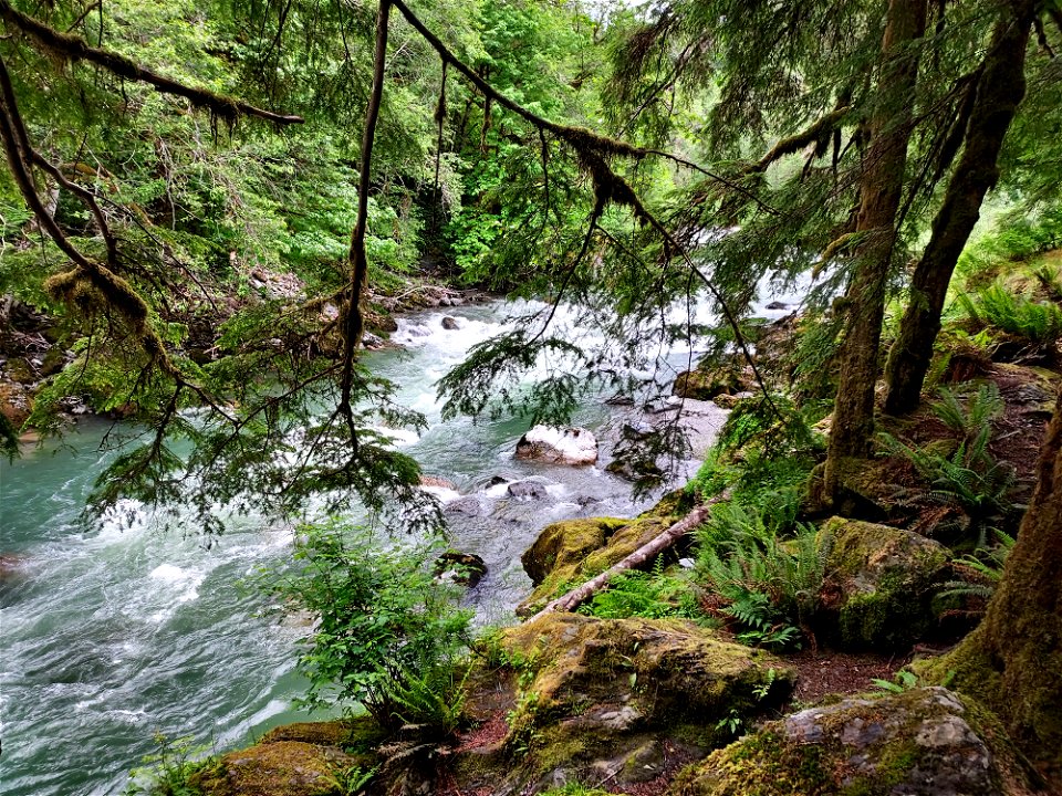 Stillaguamish River near Verlot, Mt. Baker-Snoqualmie National Forest. Photo by Anne Vassar June 9, 2021.