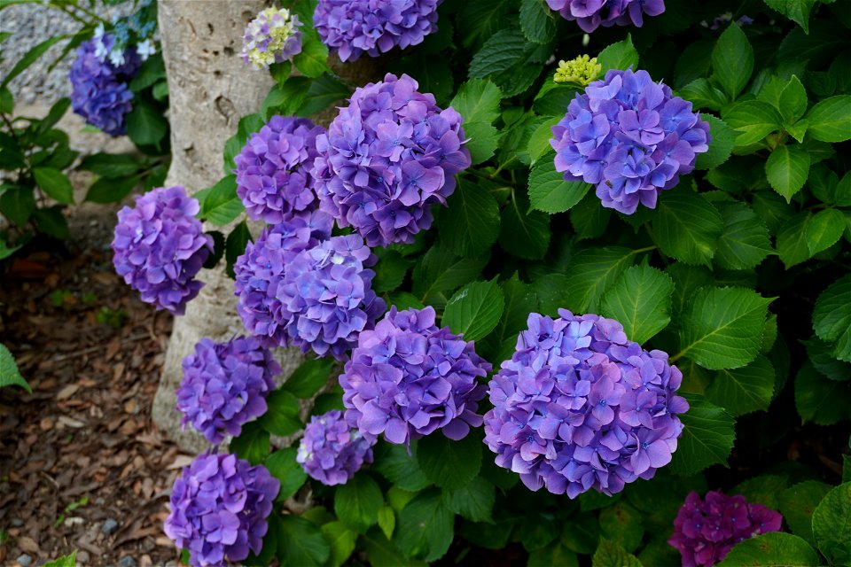 Hydrangea photo