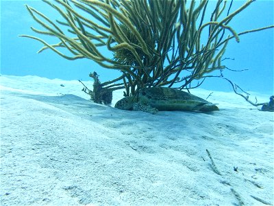 Turtle under coral Red Slave Bonaire photo