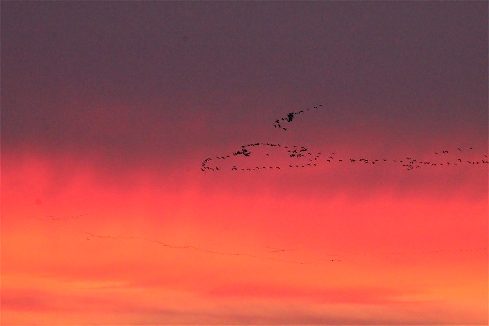 Waterfowl Migration at Sunset on the Huron Wetland Management District