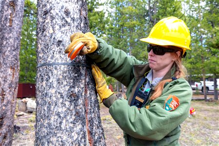 Hazard Tree Removal: measuring the tree photo