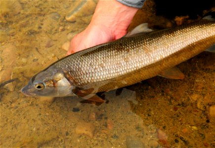 Mountain whitefish at Seedskadee National Wildlife Refuge, Wyoming photo