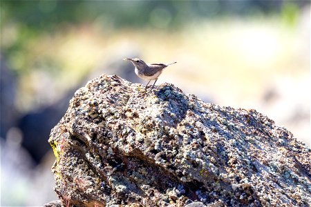 Rock wren (Salpinctes obsoletus) perched on a boulder photo