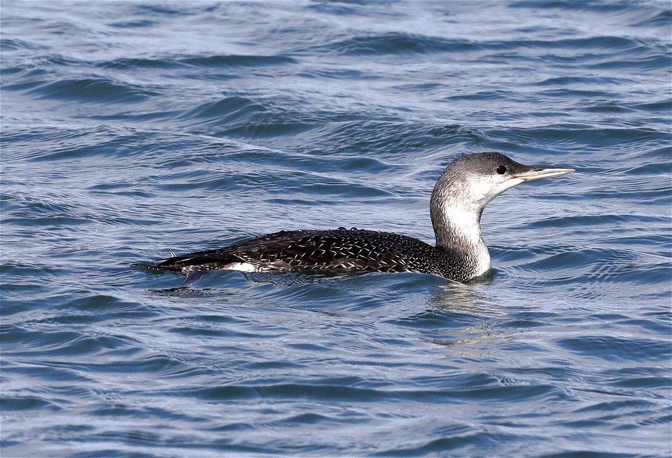 090 - RED-THROATED LOON (10-22-2021) crescent city harbor, del norte co, ca  (8)