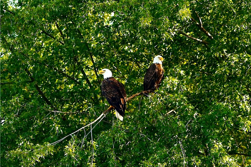 Bald Eagles at Trempealeau National Wildlife Refuge