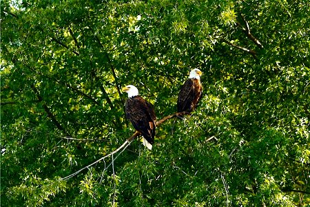 Bald Eagles at Trempealeau National Wildlife Refuge photo