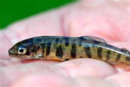 Young Lake Trout photo