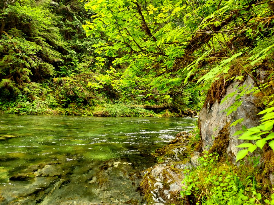 Clear Creek, Mt. Baker-Snoqualmie National Forest. Photo by Anne Vassar June 4, 2021.