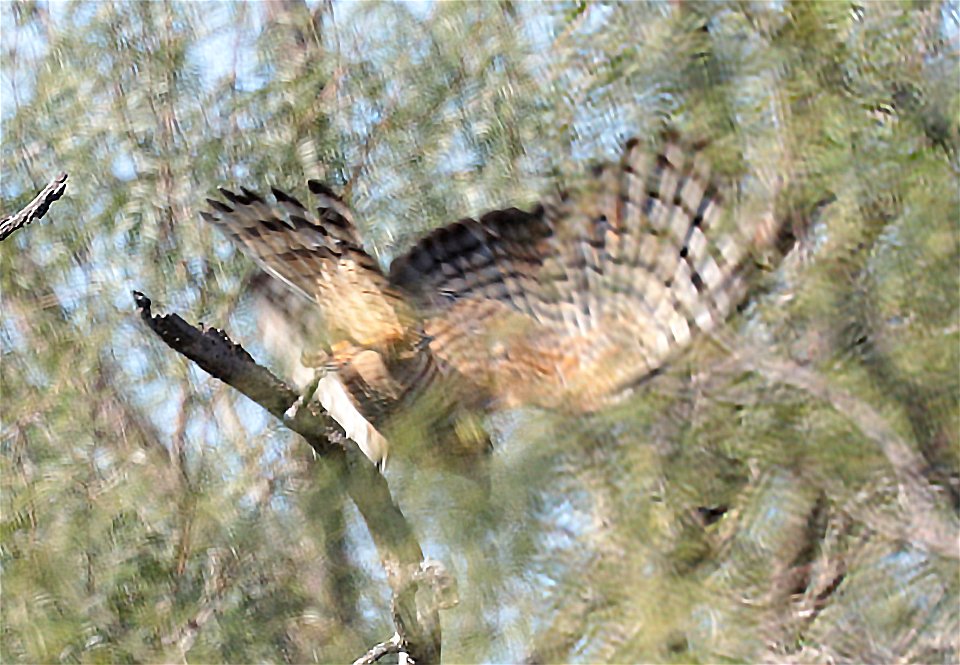 206 - HOOK-BILLED KITE (12-20-2022) bentsen rio grande state park, palmview, hidalgo co, tx -04