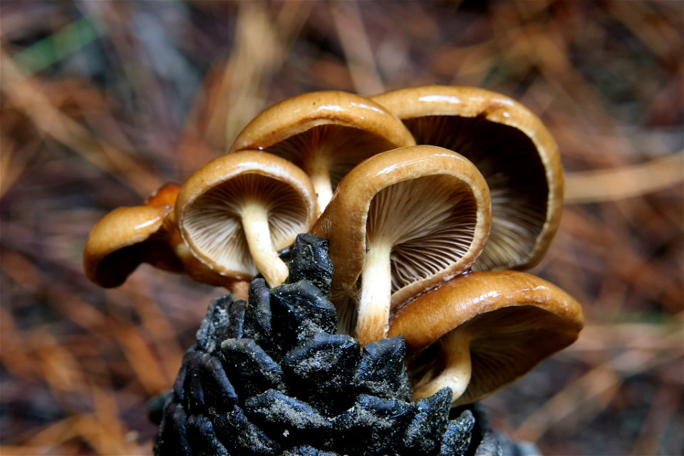 Hypholoma fasciculare,