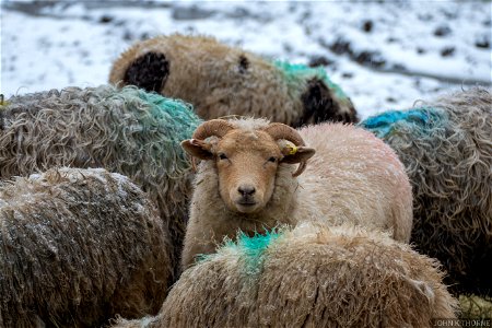 Keeping Warm in the snow. photo