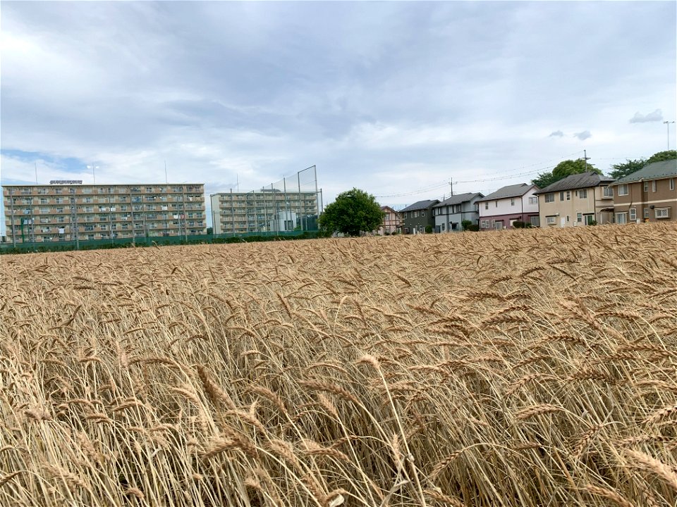 Wheat field in Minamicho, Higashikurume-shi