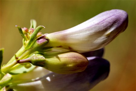 Penstemon glaber