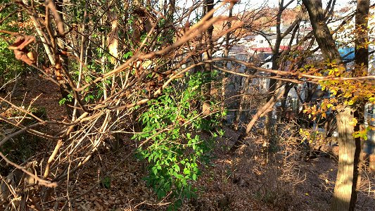 Hijirigaoka in Tama-shi