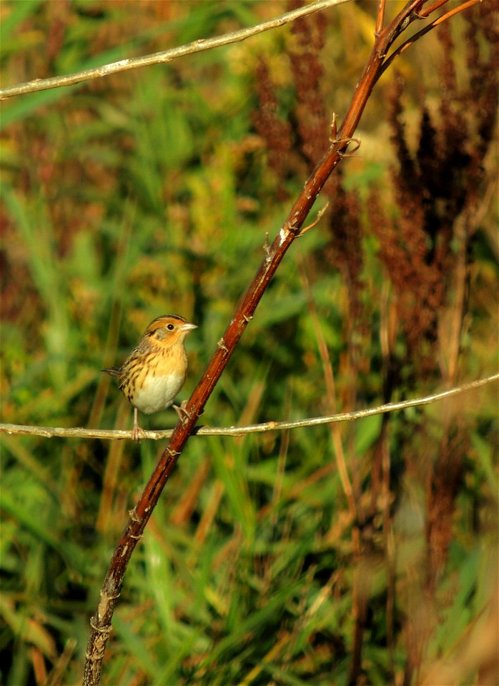 LeConte's sparrow photo