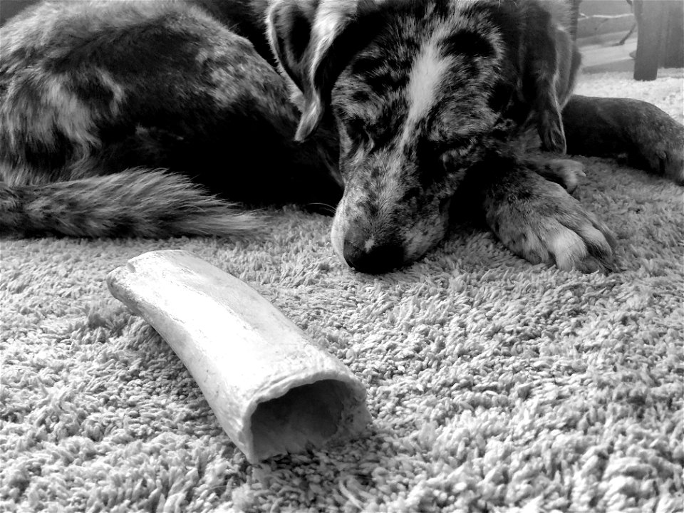 2022/365/361 Do Bones Dream of Electronic Dogs?