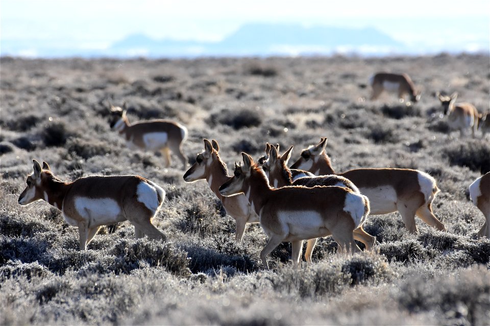 Pronghorn at Seedskadee National Wildlife Refuge