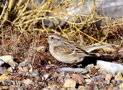 American tree sparrow at Seedskadee National Wildlife Refuge photo