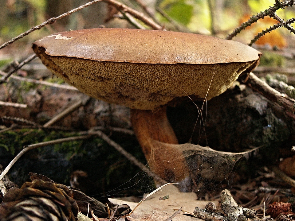 Old fruiting bodies macro