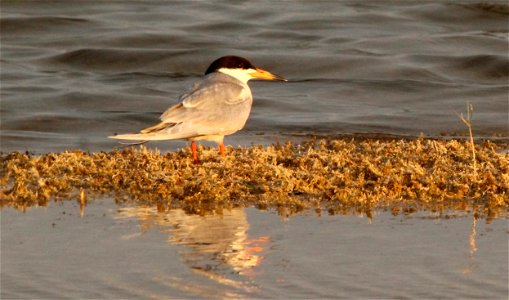 Forster's Tern at Fish Springs National Wildlife Refuge