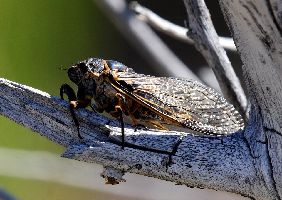 Sagebrush cicada (Okanagana bella) at Seedskadee National Wildlife Refuge Wyoming