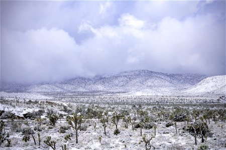 Snow over a field of Joshua tree under cloudy skies