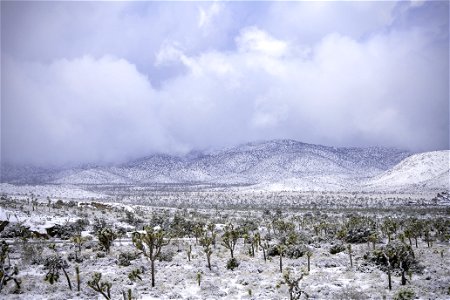 Snow over a field of Joshua tree under cloudy skies photo