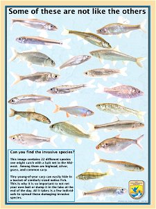 Find the Carp,18x24 poster