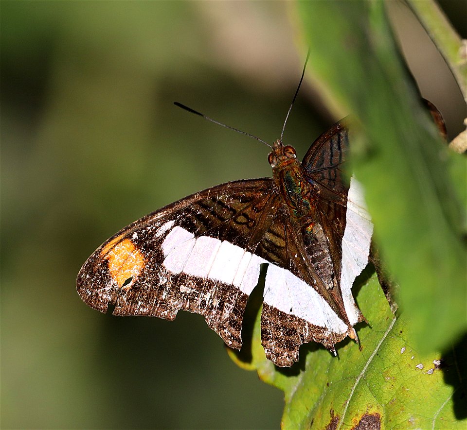 SISTER, SPOT-CELLED (Adelpha basiloides) (12-04-2022) national butterfly center, mission, hidalgo co, tx -03