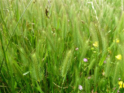 Hordeum geniculatum All., 1785