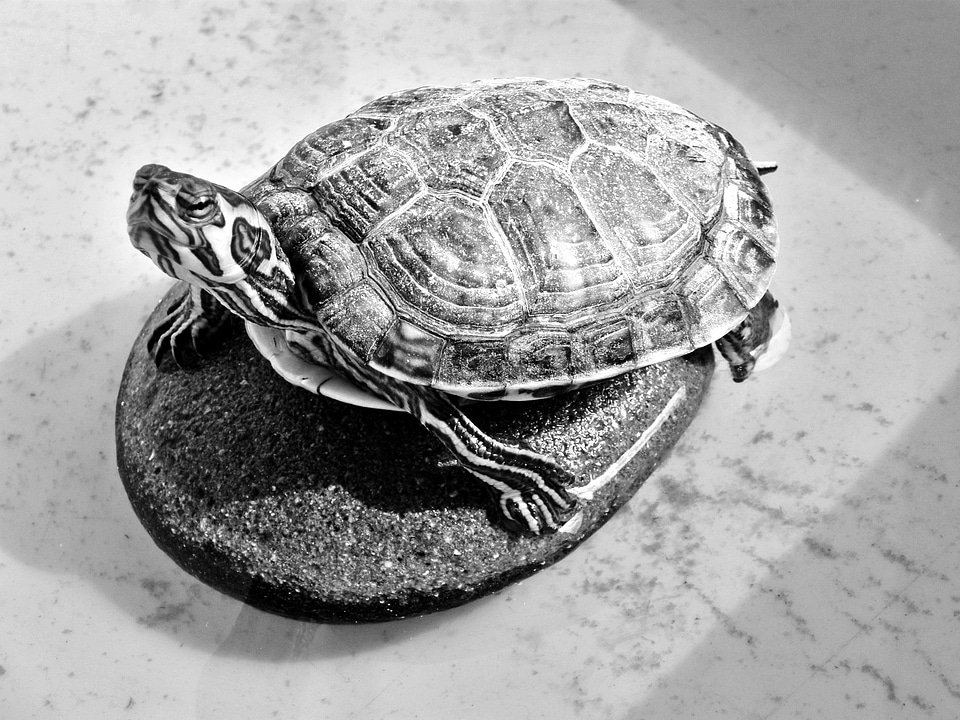 Creature animal shaky turtle