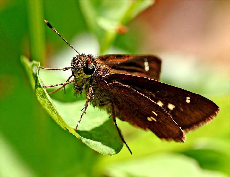 SKIPPER, TWIN-SPOT (Oligoria maculata) (05-23-2023) neusiok trail south from rte 101, craven co, nc (2)