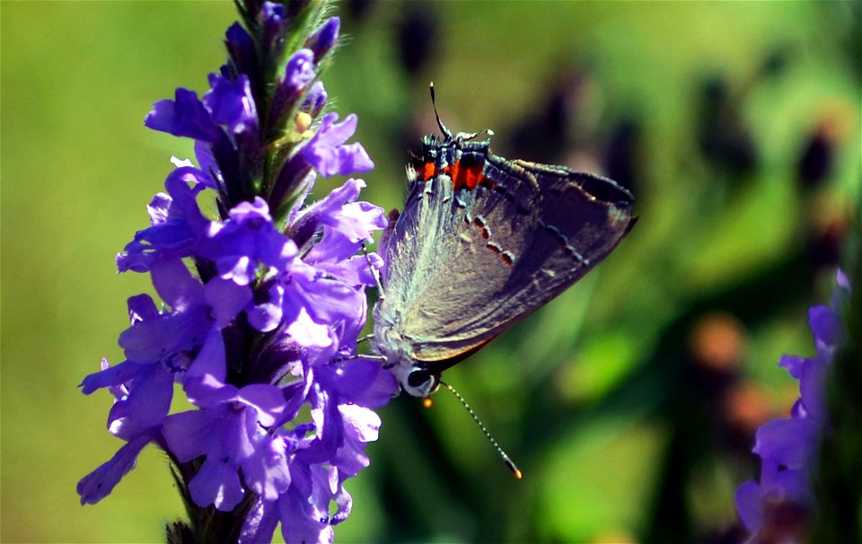 Gray hairstreak butterfly on woolly verbena in Kansas prairie