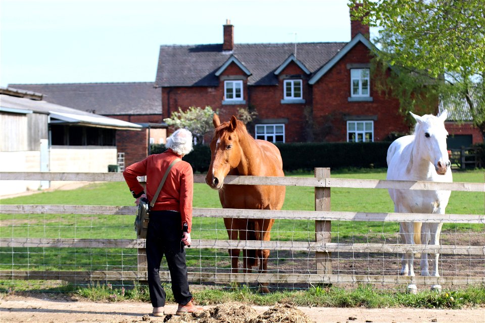 Horse Whisperer photo