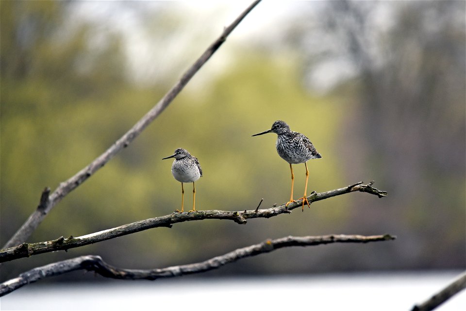 Lesser and greater yellowlegs