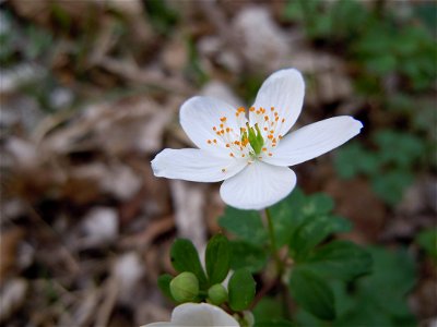 False Rue Anemone