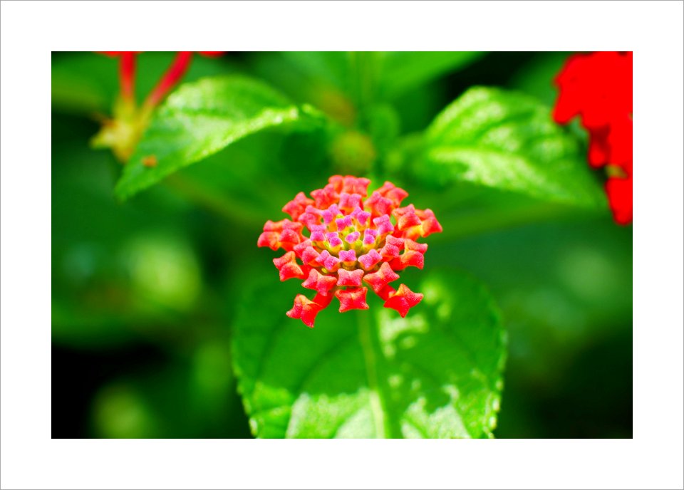 Small flowers