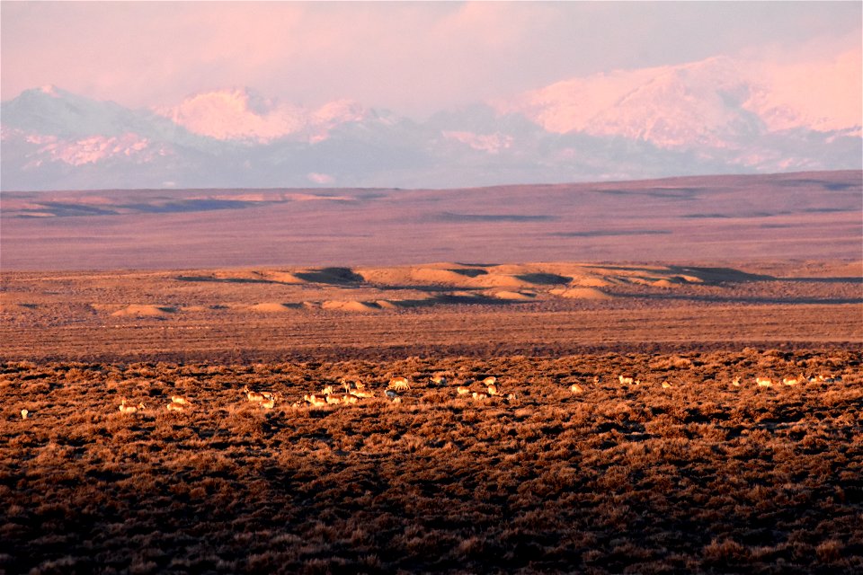 Pronghorn at Seedskadee National Wildlife Refuge